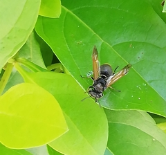 Brachygastra mellifica