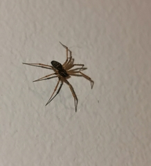 Araneae