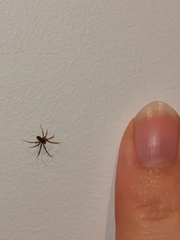 Araneae