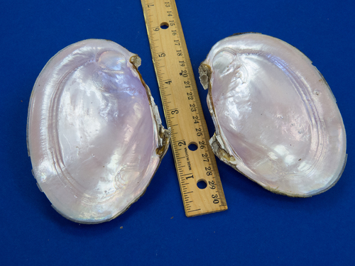 Potamilus ohiensis