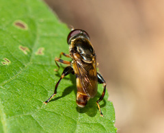 Tropidia albistylum
