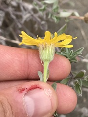 Heterotheca villosa villosa
