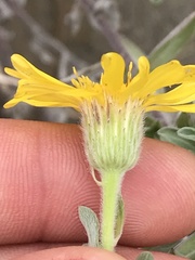 Heterotheca villosa villosa