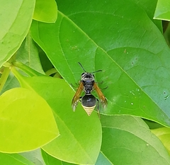 Brachygastra mellifica