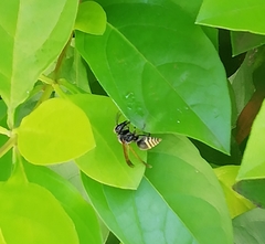 Brachygastra mellifica
