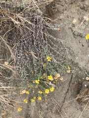 Heterotheca villosa villosa