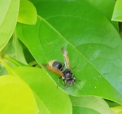 Brachygastra mellifica