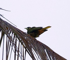 Psarocolius atrovirens