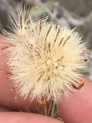 Heterotheca villosa villosa