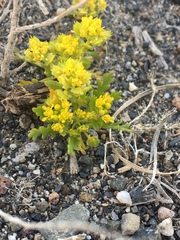 Lepidium flavum