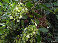 Hydrangea serratifolia