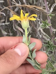 Heterotheca villosa villosa
