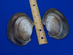 Potamilus ohiensis