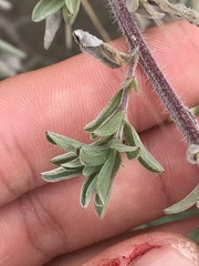 Heterotheca villosa villosa