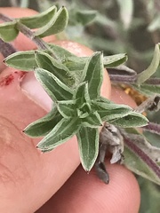 Heterotheca villosa villosa