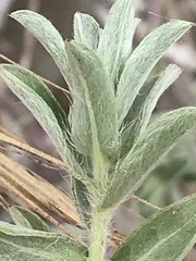 Heterotheca villosa villosa