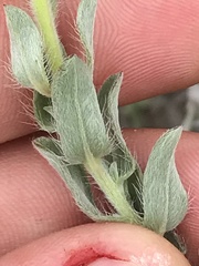 Heterotheca villosa villosa