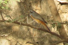 Phoenicurus phoenicurus phoenicurus