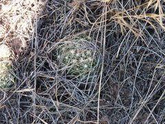 Escobaria missouriensis