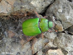 Brachysternus prasinus