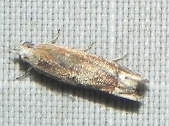 Eucosma raracana