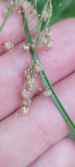 Scirpus pedicellatus