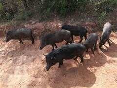Sus scrofa affinis