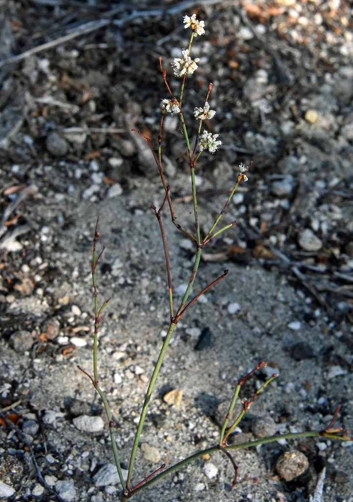 Naked Buckwheat From Mono County Ca Usa On August At