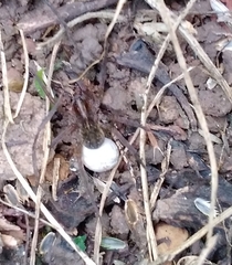 Diapontia
