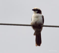 Eurocephalus anguitimens