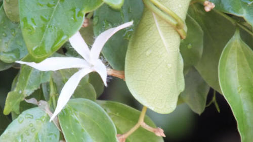 Ancylobothrys petersiana (Ancylobothrys petersiana)