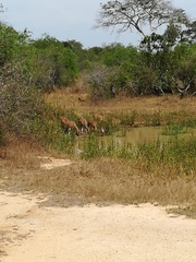 Axis axis ceylonensis