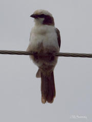 Eurocephalus anguitimens