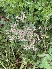 Eupatorium rotundifolium