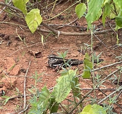 Caprimulgus climacurus