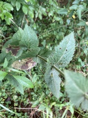 Eupatorium rotundifolium