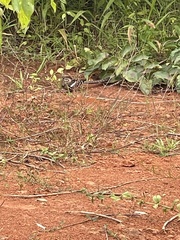 Caprimulgus climacurus