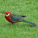 Western Rosella - Photo (c) harrylurling, some rights reserved (CC BY-NC), uploaded by harrylurling