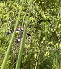 Caprimulgus climacurus