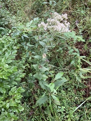 Eupatorium rotundifolium
