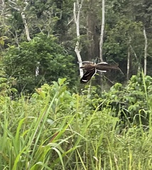 Caprimulgus climacurus