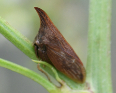 Enchenopa latipes