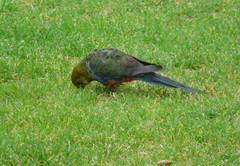 Platycercus icterotis icterotis