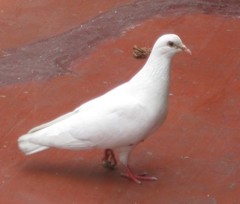 Columba livia domestica