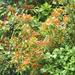 Agelanthus - Photo (c) qgrobler, algunos derechos reservados (CC BY-NC), subido por qgrobler