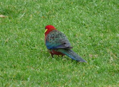 Platycercus icterotis icterotis