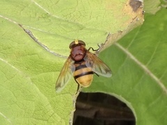 Volucella