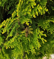 Vespula squamosa