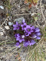Gentianella ramosa