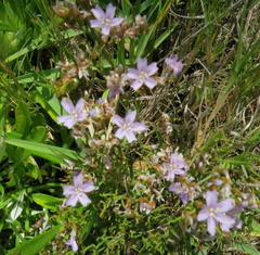 Limonium scabrum scabrum